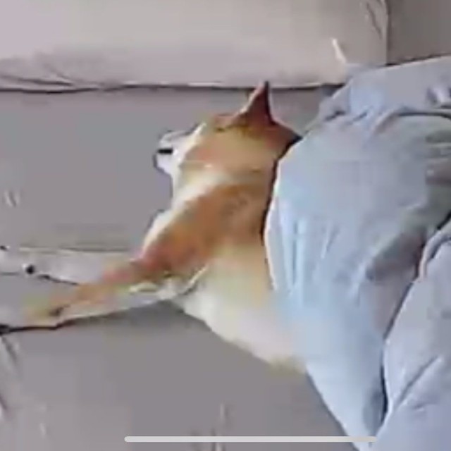 お留守番が始まった時は「爆睡中」だったのに～（画像提供：おかかときんぴらさん）