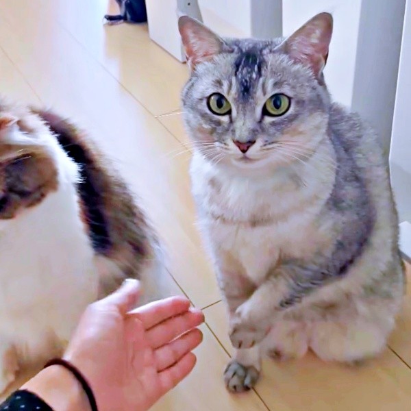 お手をするてぃぴちゃん（画像提供：夫と猫。嫁による観察日記さん）