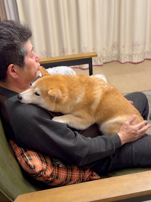 大好きなパパに抱っこされてうとうとする小雨ちゃん（画像提供：柴犬小雨さん）