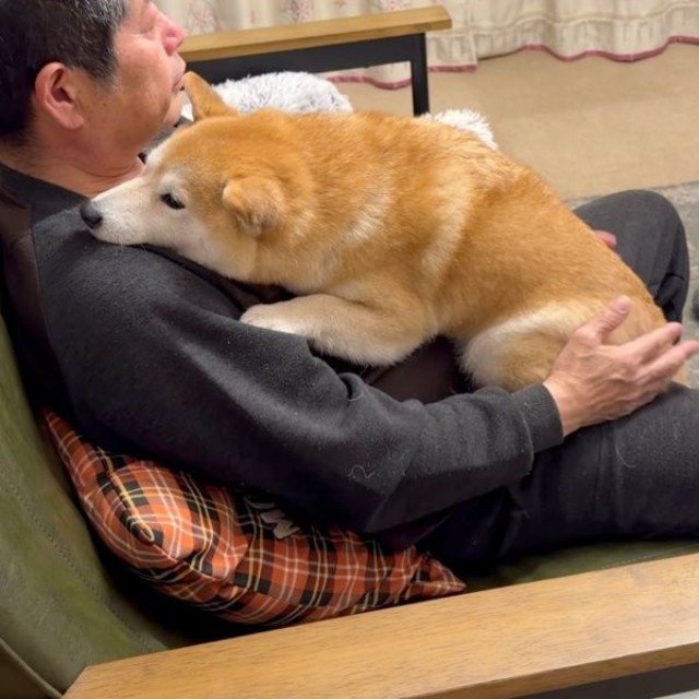 大好きなパパに抱っこされてうとうとする小雨ちゃん（画像提供：柴犬小雨さん）