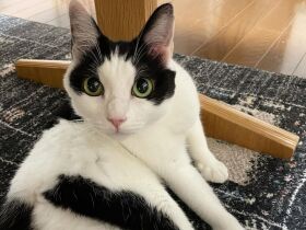 ホットカーペット気持ちいいにゃ～　ゴロゴロとご機嫌なMIX猫「花子」