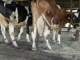 卵や牛乳の安定供給　裏で起きているのは「生産調整」という名の税金を使った殺処分