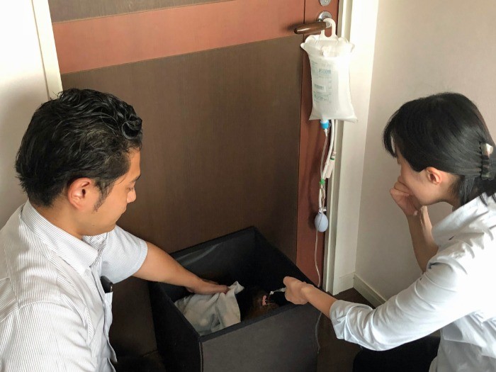 箱の中にいる「すもも」に点滴を打つ江本院長（左）と動物看護師の須之内さん
