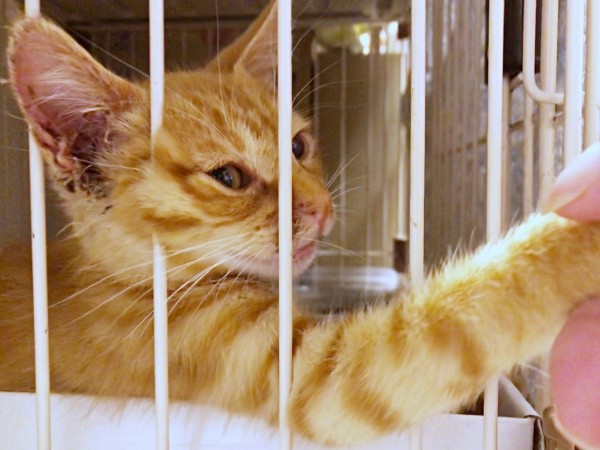 保護当時、「よろしくね」と握手したツナくん（画像提供：mmmさん）