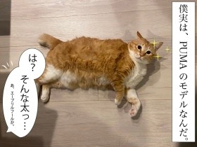 実は僕…　お太りさま猫ぐっぴーが飼い主に真実を告白！？