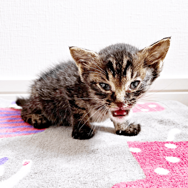 保護翌日、体重わずか200グラムしかなかったふくくん（画像提供：むぎさん）