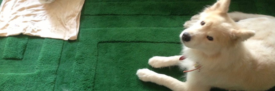 預かりマナの老犬日記記事一覧 犬 猫との幸せな暮らしのためのペット情報サイト Sippo