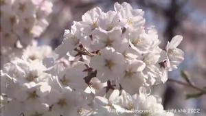 仙台の桜が満開　８日の開花から３日目