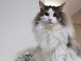 作家さんに作ってもらったこの作品、かわいいでしょ？　ノルウェージャン「フラン」