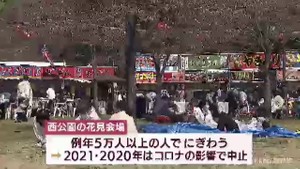 ８日に桜が開花した仙台　花見客でにぎわう
