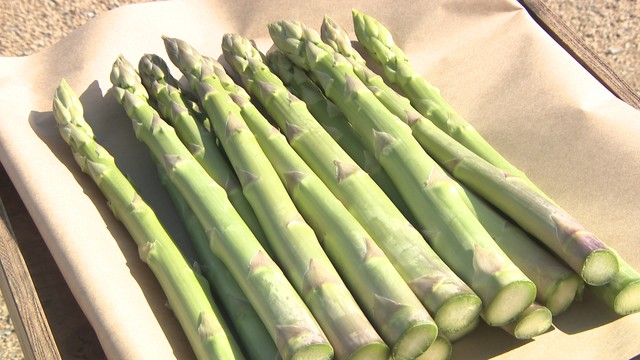 春野菜アスパラガスが値上げ？　人件費など…生産コスト増で　香川