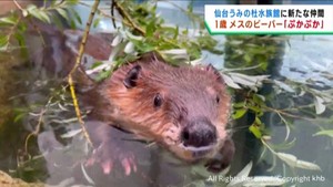 １歳の雌のビーバーぷかぷか　展示が始まる　仙台うみの杜水族館
