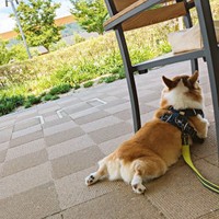 後ろ足をピーンと伸ばしてくつろぐニコくん（画像提供：くぅこ@コーギーのいる暮らしさん）