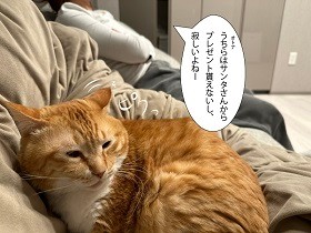 大人にもクリスマスプレゼントをあげたい　愛猫ぐっぴーのサンタ作戦