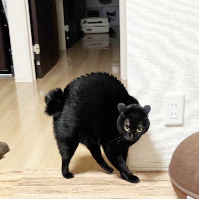 行かせニャい！外泊を察して“やんのかポーズ”を決める猫「駄々