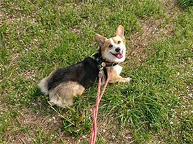 前の子への思いも、みんなこの子につなぎたい　コーギー「にこ」