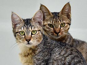 和歌山市動物愛護センター完成、ドッグラン併設　処分数減に期待