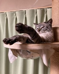 太々しさも魅力のうち。マリちゃん＝mari_go_424さん提供
