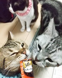 嶋田さん宅で幸せになった猫たち