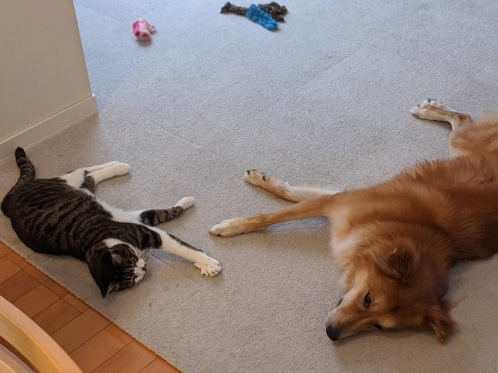 保護犬とくつろぐソラ