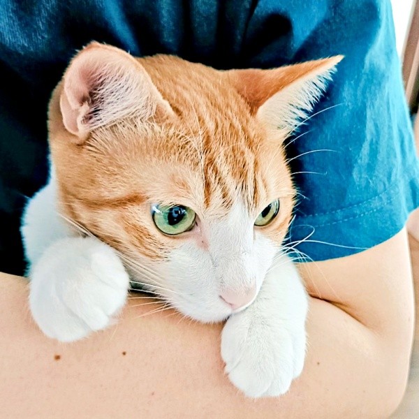 飼い主さんの腕の中におさまるチョロすけくん（画像提供：まめたろさん）