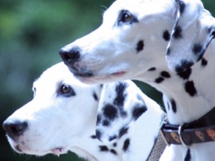 犬の臭覚、がん検診に役立つ？！　医大の研究に自治体が協力