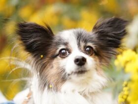 春爛漫！　ミモザをつけてちょこっとおめかしするパピヨン「夏彦」