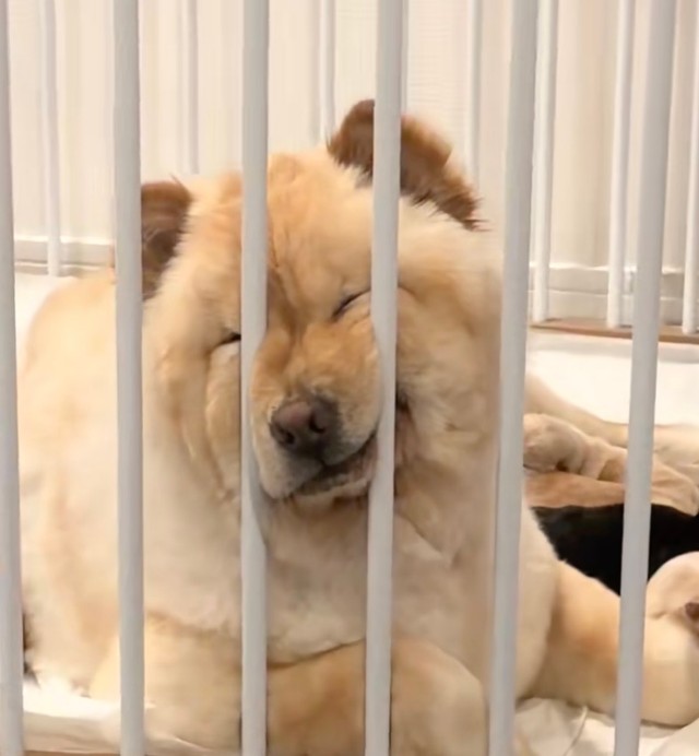 飼い主さんの声かけにも応じません…！（提供：@chowchow_boo0125さん）
