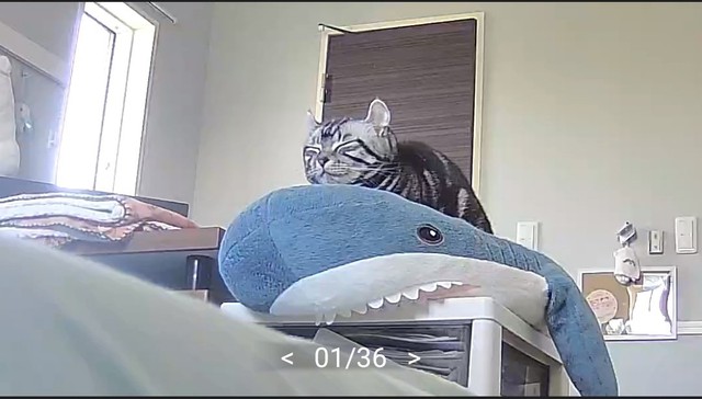 サメのぬいぐるみの上でまったりの様子のこめちゃん（提供：こめさん）