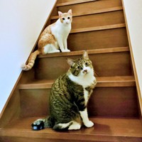 兄猫のまめたろくん（手前）と階段上でそろって座るチョロすけくん（画像提供：まめたろさん）