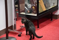 陸上自衛隊宇都宮駐屯地の中央即応連隊を表敬する羊子ちゃん②／自衛隊栃木地方協力本部 公式X（@tochigi_pco）