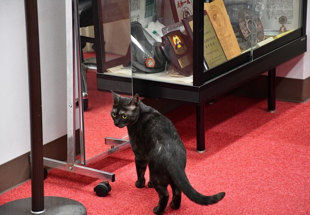 陸上自衛隊宇都宮駐屯地の中央即応連隊を表敬する羊子ちゃん②／自衛隊栃木地方協力本部 公式X（@tochigi_pco）