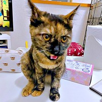 保護時、懸命なケアを受けたまるちゃん（画像提供：しろくまですよ。さん）