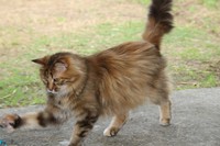 ゴージャスな雰囲気のいぶきちゃん。ハスキーボイスな女の子です。ご飯の食べ方が上品なんですよ