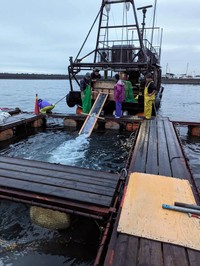 水温18℃以下になると生け簀にサーモンの稚魚を投入する