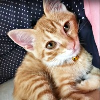 保護後、少しずつ元気を取り戻したミックくん（画像提供：ミックという猫さん）