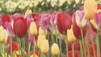 レオマリゾートでチューリップが見頃　約60種、7万本が一面に　12日までチューリップ祭も　香川・丸亀市