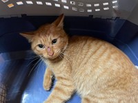 保護当時の画像。人にはすっかり慣れていた＝かわいいまめかわいいゆたさん（@kawaiimame_twit）提供