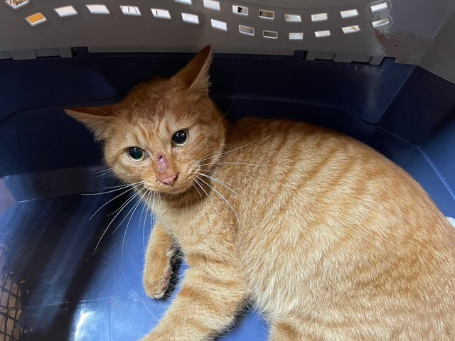 保護当時の画像。人にはすっかり慣れていた＝かわいいまめかわいいゆたさん（@kawaiimame_twit）提供