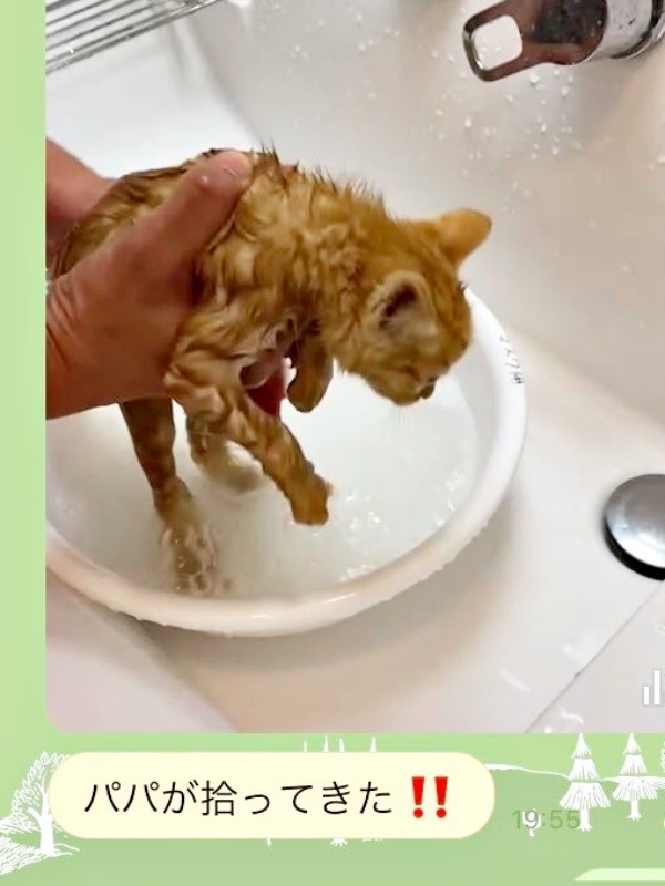 飼い主さんの母から届いたメッセージ。むぎちゃんを保護した報告（画像提供：むぎと人間さん）