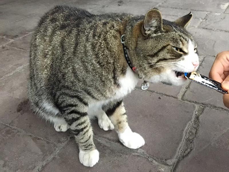 ちなみに、こちらが話に出てきた地域猫「たま」。近所のオフィスビルでお世話されているようで、たまに様子を見に立ち寄ったり、ちゅ～るをあげたりしているそう。地域の人気者（さわこさん提供）