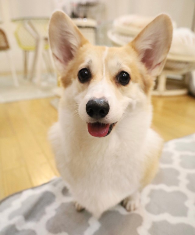 お母さん子のあんずちゃん（画像提供：ばなななさん）