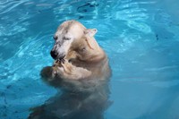 ユキのおやつタイム（20251206 浜松市動物提供）