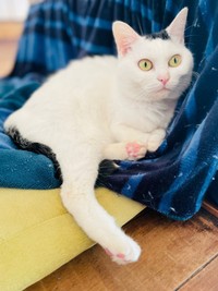 ふみふみを終えて、ひと休み中のぺーちゃん（画像提供：おにぎり猫さん）