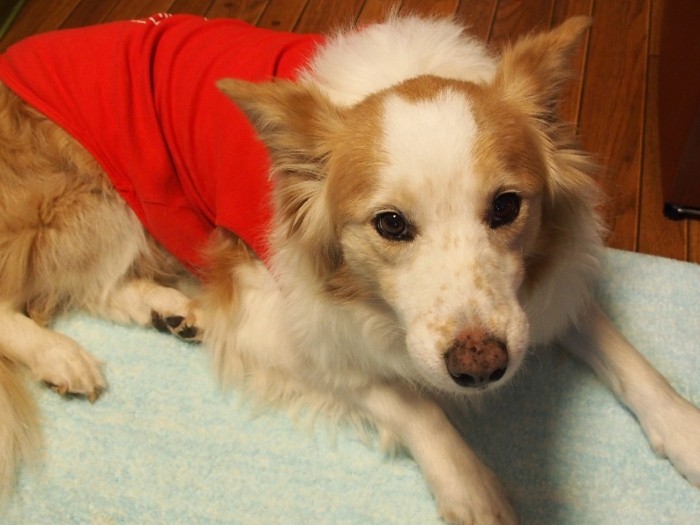 賢斗の額には、白い猫がいる。猫と家族になる運命だった？