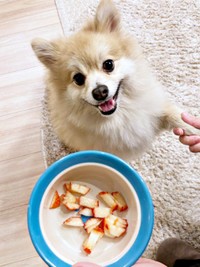 「イチゴだ！」 うきうきでお手をするぱるくん（画像提供：でかポメのぱるさん）