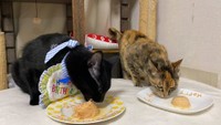 1歳のお誕生日、たまたま母猫が保護されたので一緒にお祝い