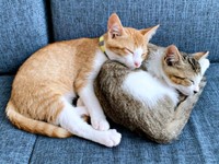 子猫時代、仲良く添い寝する（左から）タルトくん、ショコラくん（画像提供：ショコタルさん）