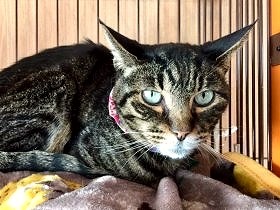 アパートに残された怒りっぽい猫　生活保護の老人が入院した