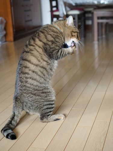 遊びながら２本足で立つチャー「この技はしろにはまだ無理だな」